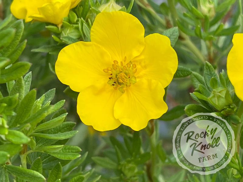 Gold Drop Potentilla (aka, Buttercup Shrub) plant from Rocky Knoll Farm