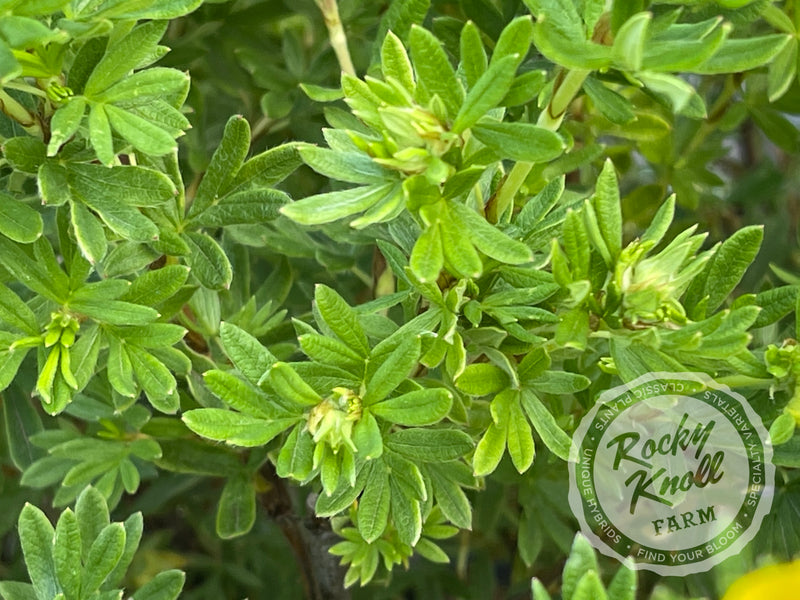 Gold Drop Potentilla (aka, Buttercup Shrub) plant from Rocky Knoll Farm
