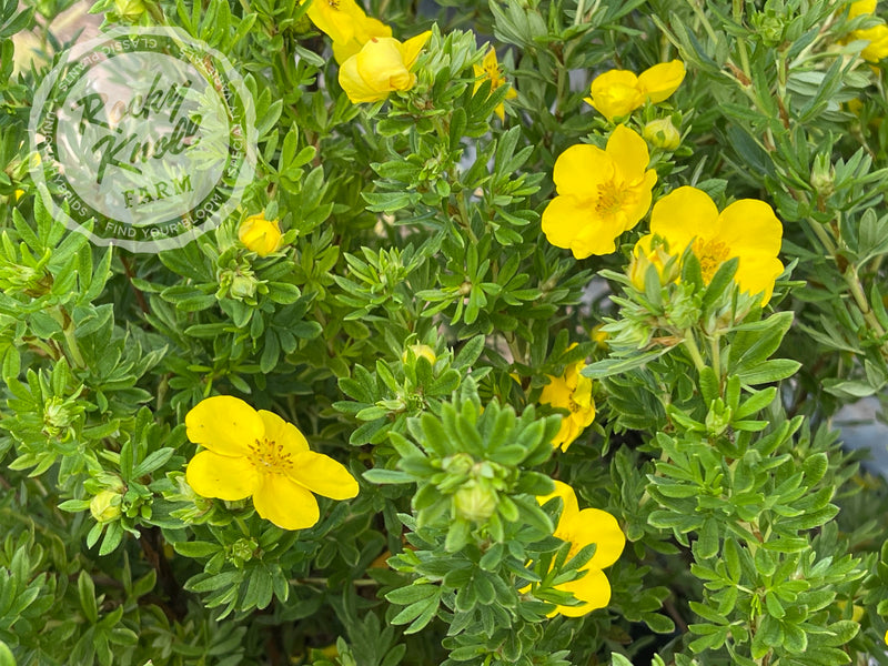 Gold Drop Potentilla (aka, Buttercup Shrub) plant from Rocky Knoll Farm
