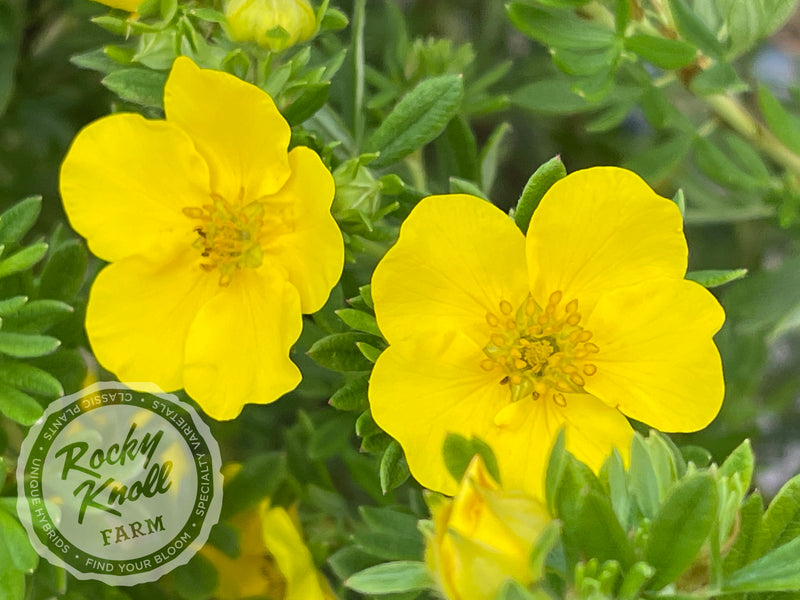 Gold Drop Potentilla (aka, Buttercup Shrub) plant from Rocky Knoll Farm
