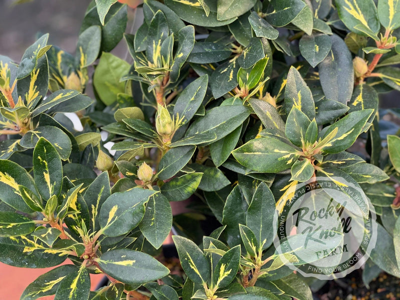 Goldflimmer plant from Rocky Knoll Farm