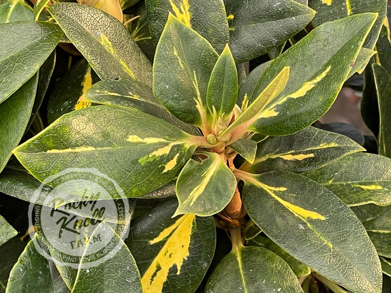Goldflimmer plant from Rocky Knoll Farm