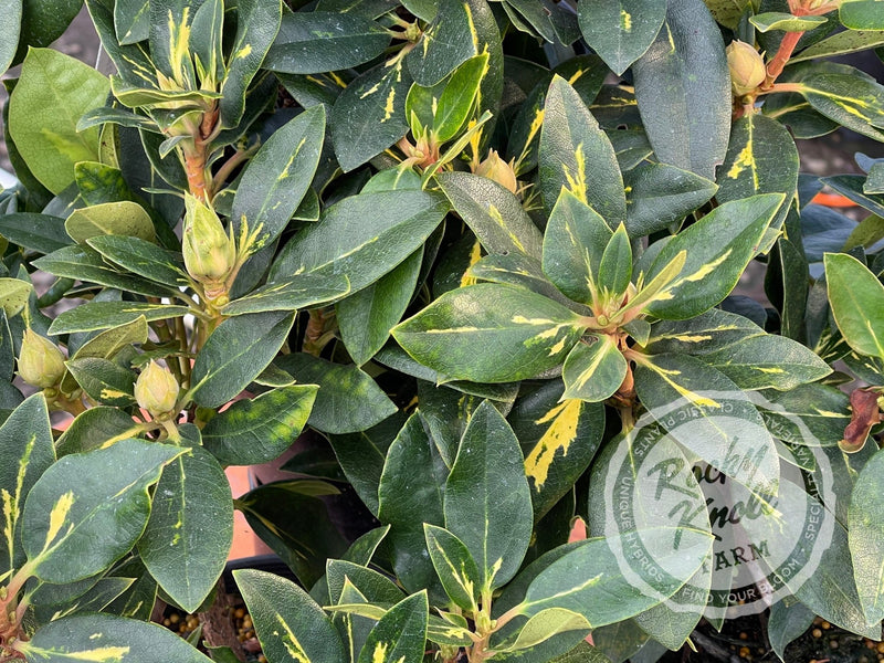 Goldflimmer plant from Rocky Knoll Farm