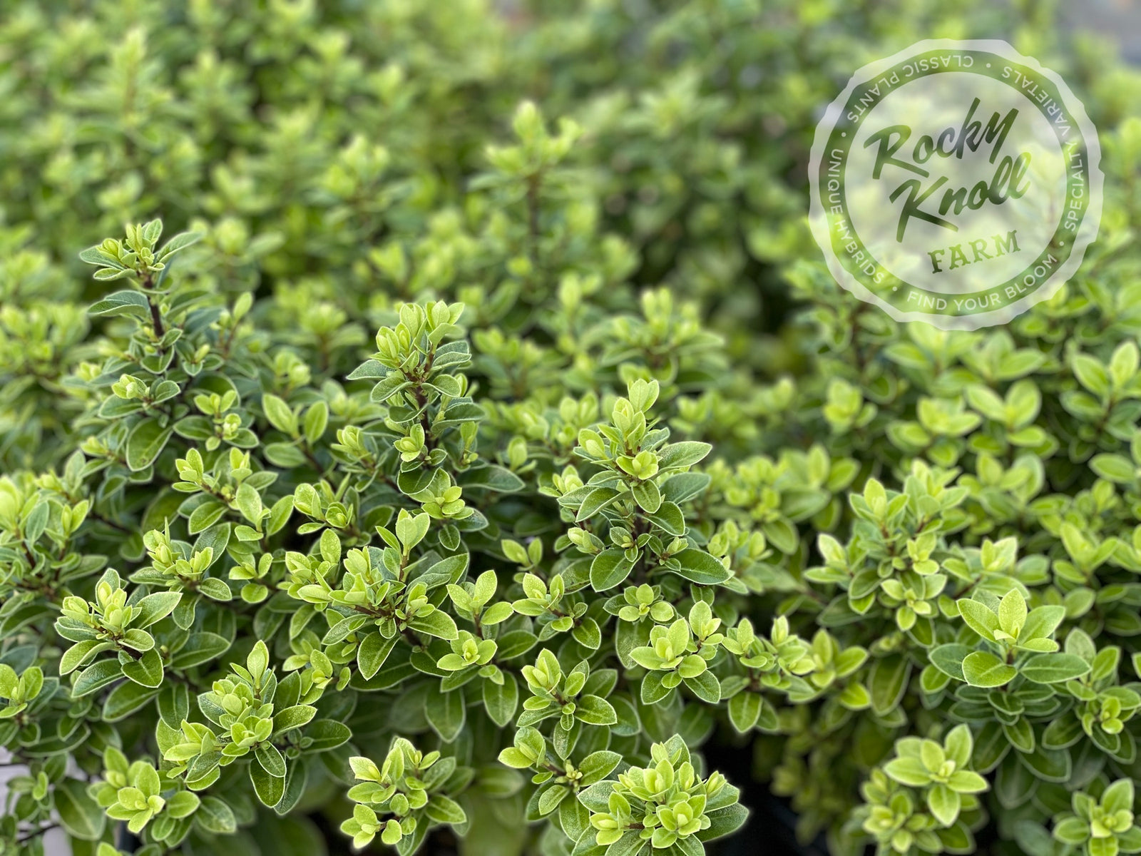 Golf Ball Kohuhu - Pittosporum tenuifolium