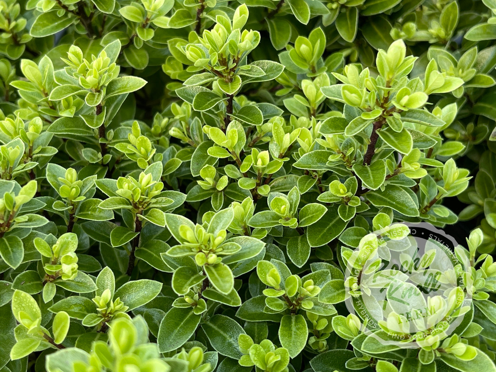 Golf Ball Kohuhu - Pittosporum tenuifolium