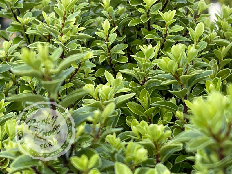 Golf Ball Kohuhu - Pittosporum tenuifolium plant from Rocky Knoll Farm