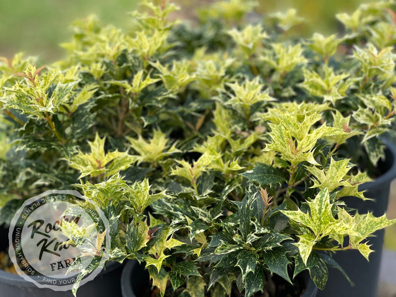 Goshiki False Holly (Osmanthus heterophyllus) plant from Rocky Knoll Farm