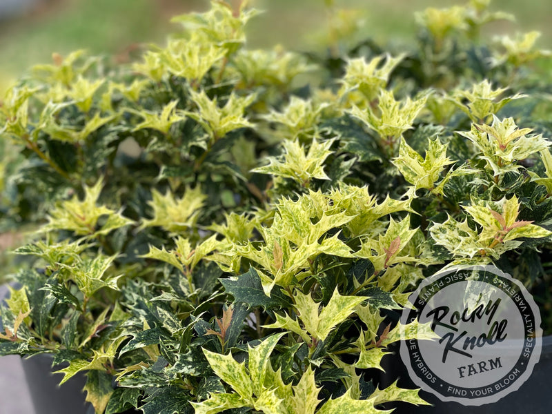 Goshiki False Holly (Osmanthus heterophyllus) plant from Rocky Knoll Farm