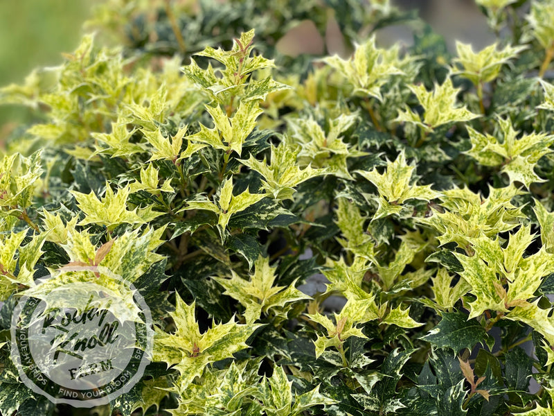 Goshiki False Holly (Osmanthus heterophyllus) plant from Rocky Knoll Farm