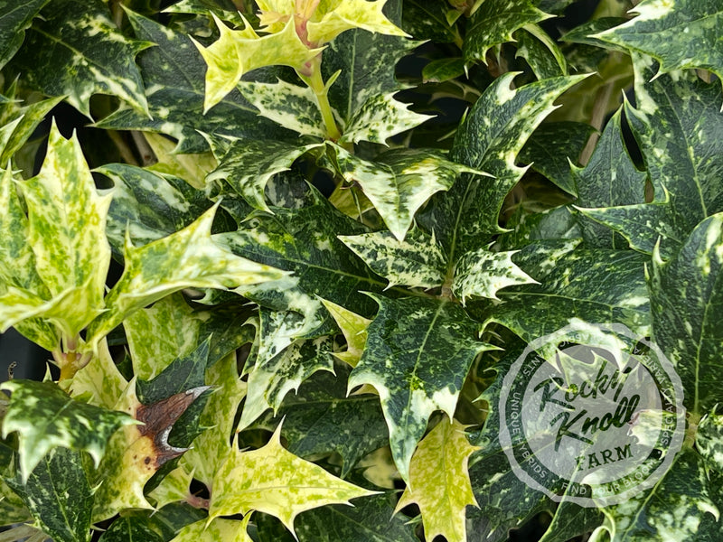 Goshiki False Holly (Osmanthus heterophyllus) plant from Rocky Knoll Farm