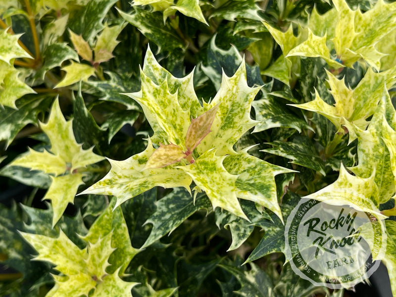 Goshiki False Holly (Osmanthus heterophyllus) plant from Rocky Knoll Farm