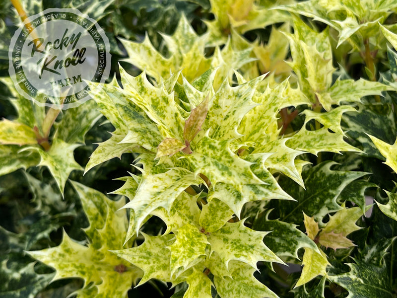 Goshiki False Holly (Osmanthus heterophyllus) plant from Rocky Knoll Farm