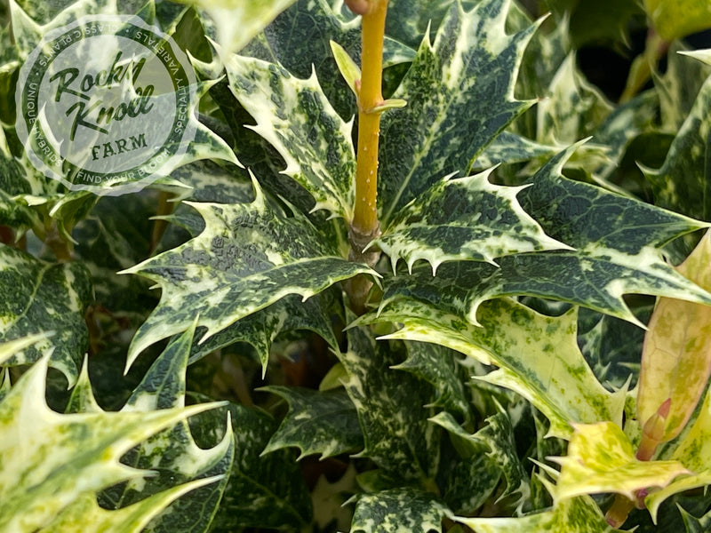 Goshiki False Holly (Osmanthus heterophyllus) plant from Rocky Knoll Farm