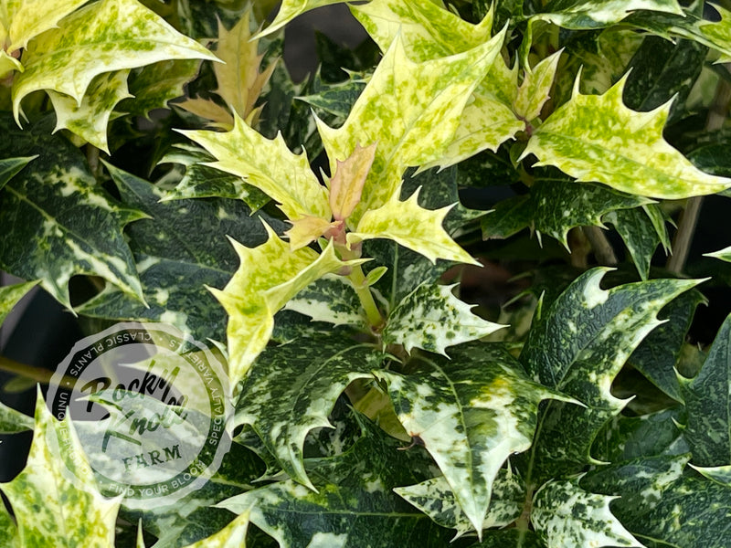 Goshiki False Holly (Osmanthus heterophyllus) plant from Rocky Knoll Farm