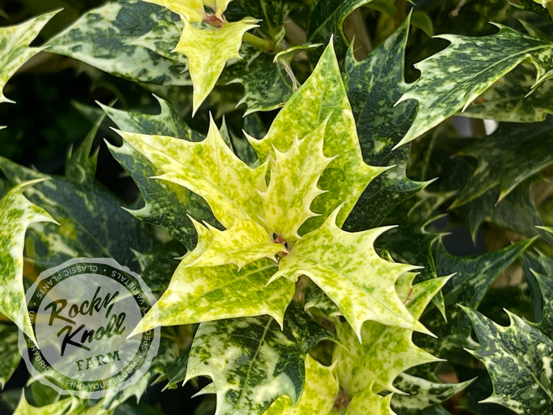 Goshiki False Holly (Osmanthus heterophyllus) plant from Rocky Knoll Farm