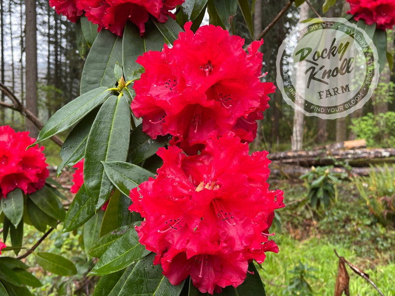 Grace Seabrook plant from Rocky Knoll Farm