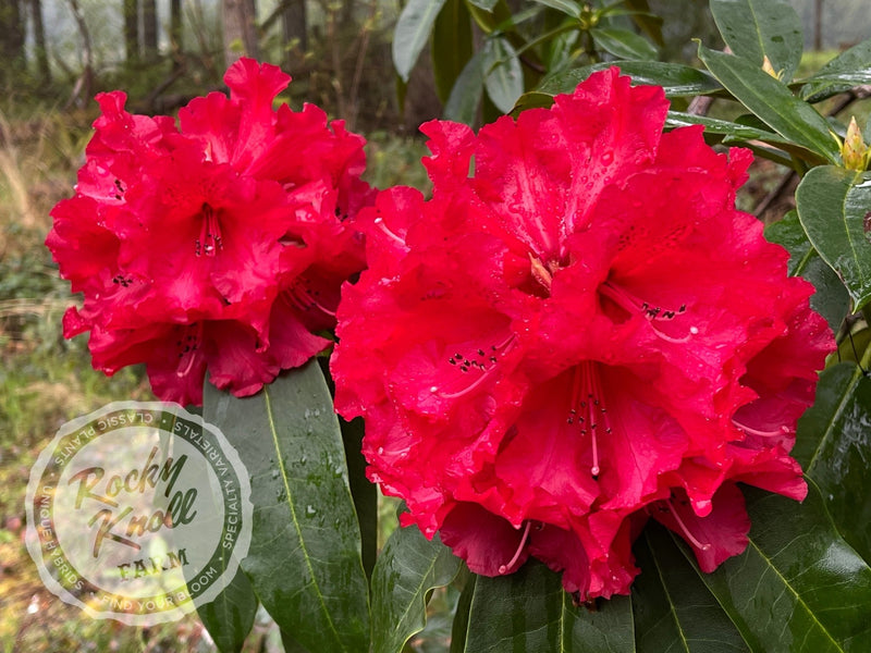 Grace Seabrook plant from Rocky Knoll Farm