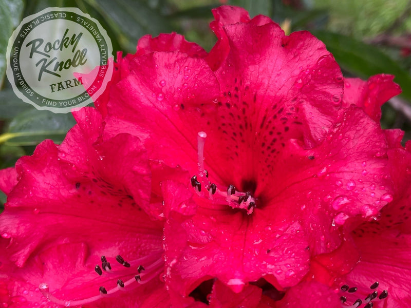 Grace Seabrook plant from Rocky Knoll Farm