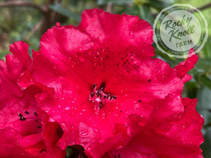 Grace Seabrook plant from Rocky Knoll Farm