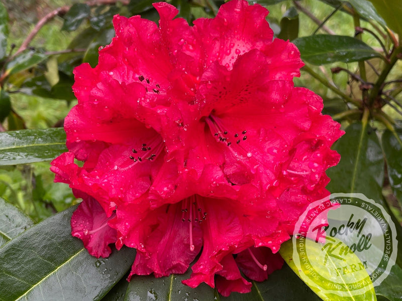 Grace Seabrook plant from Rocky Knoll Farm
