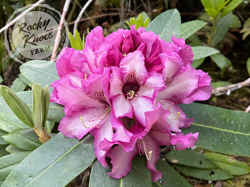 Grandma’s Hat plant from Rocky Knoll Farm