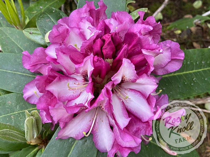 Grandma’s Hat plant from Rocky Knoll Farm