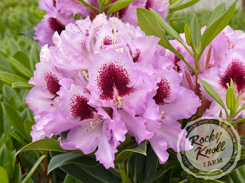 Hachmann's Kabarett plant from Rocky Knoll Farm