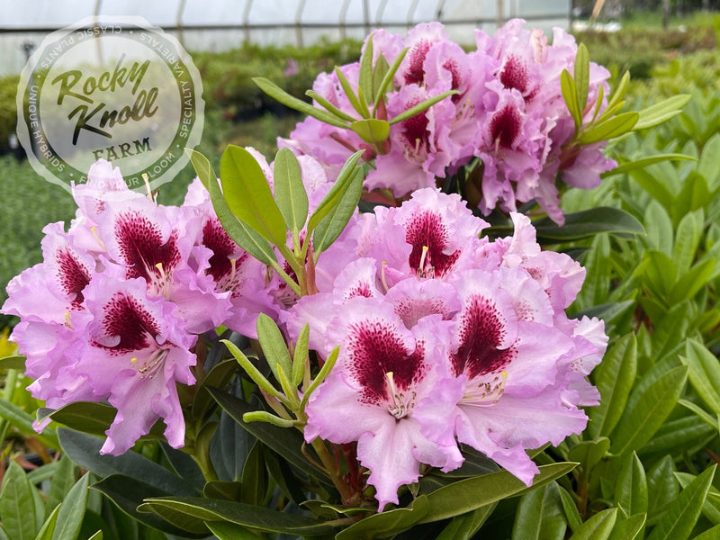 Hachmann's Kabarett plant from Rocky Knoll Farm