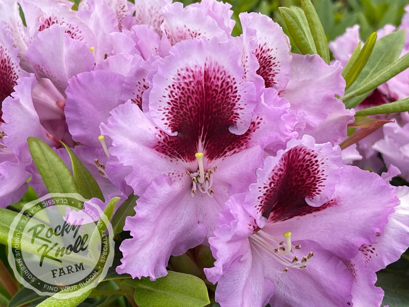 Hachmann's Kabarett plant from Rocky Knoll Farm