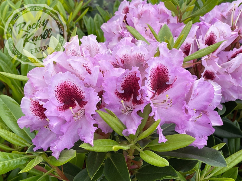 Hachmann's Kabarett plant from Rocky Knoll Farm