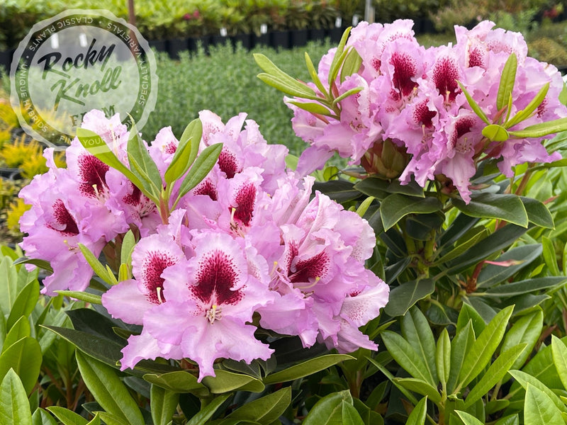 Hachmann's Kabarett plant from Rocky Knoll Farm