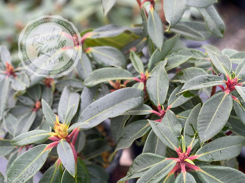 Halfdan Lem plant from Rocky Knoll Farm