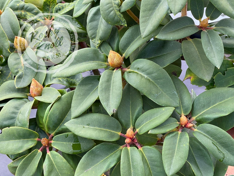 Hallelujah plant from Rocky Knoll Farm