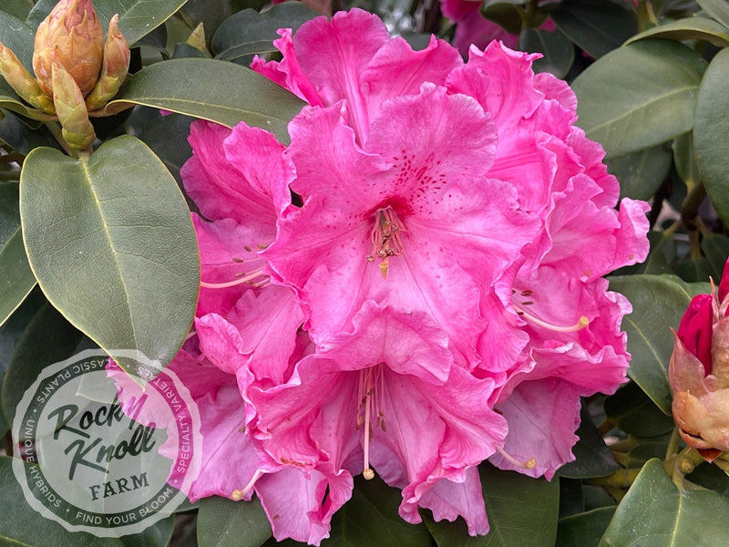 Hallelujah plant from Rocky Knoll Farm