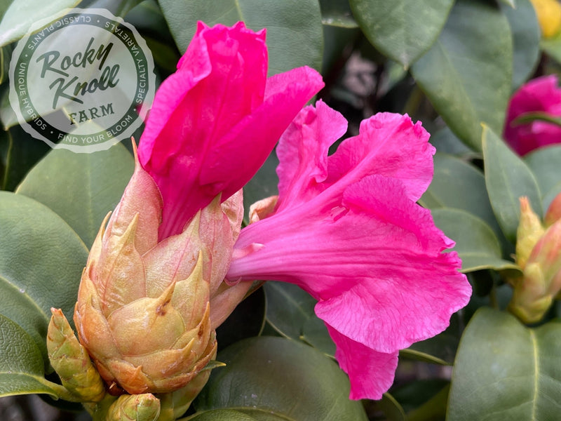 Hallelujah plant from Rocky Knoll Farm
