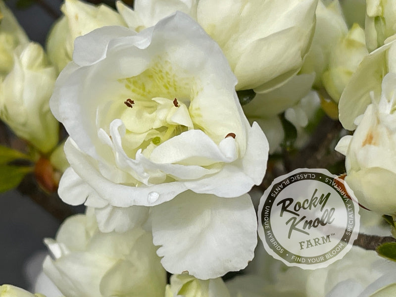 Hardy Gardenia azalea plant from Rocky Knoll Farm