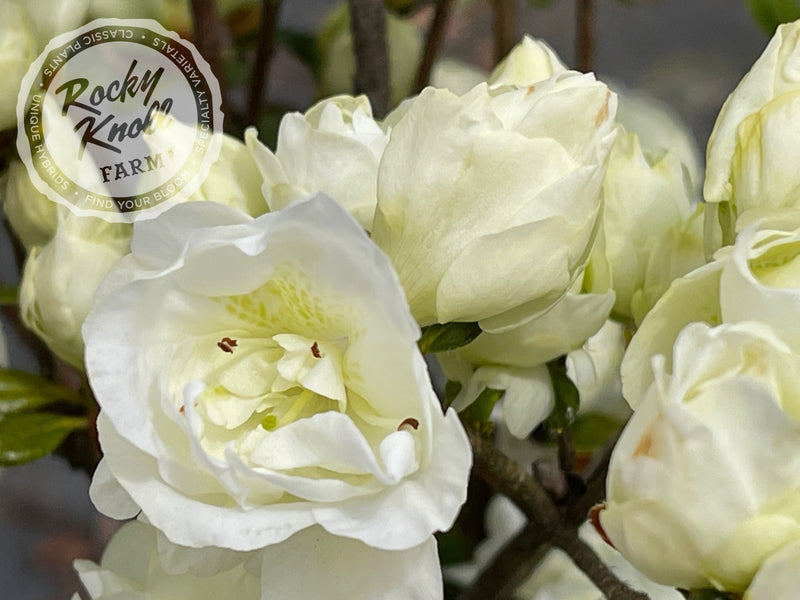Hardy Gardenia azalea plant from Rocky Knoll Farm