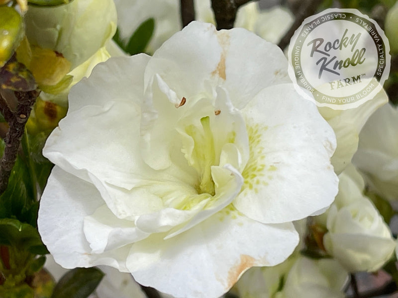 Hardy Gardenia azalea plant from Rocky Knoll Farm