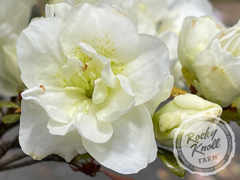 Hardy Gardenia azalea plant from Rocky Knoll Farm