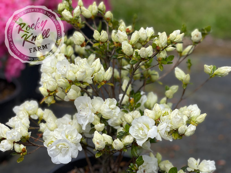 Hardy Gardenia azalea plant from Rocky Knoll Farm