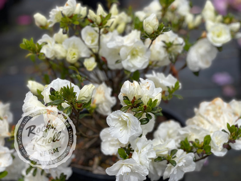 Hardy Gardenia azalea plant from Rocky Knoll Farm