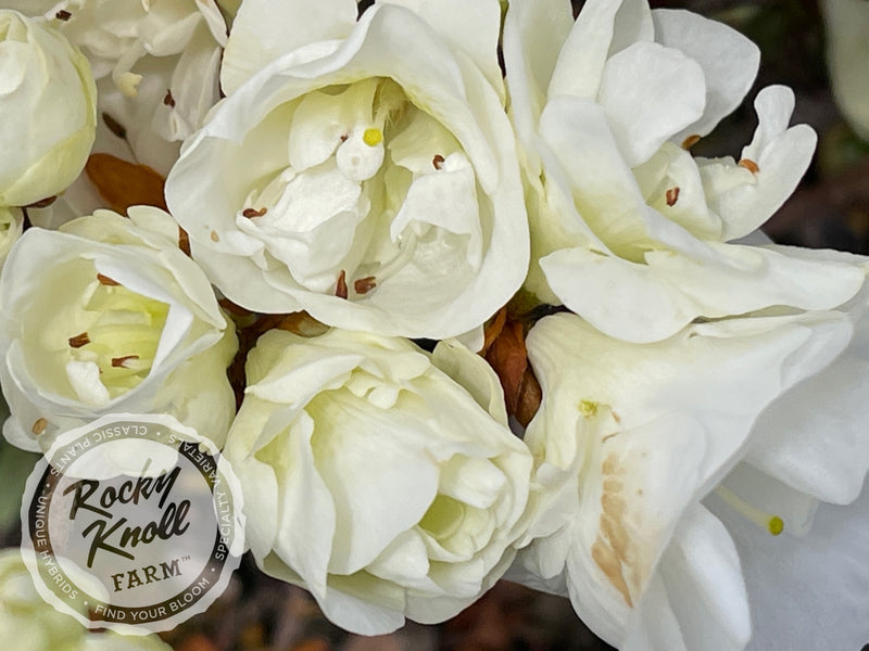 Hardy Gardenia azalea plant from Rocky Knoll Farm
