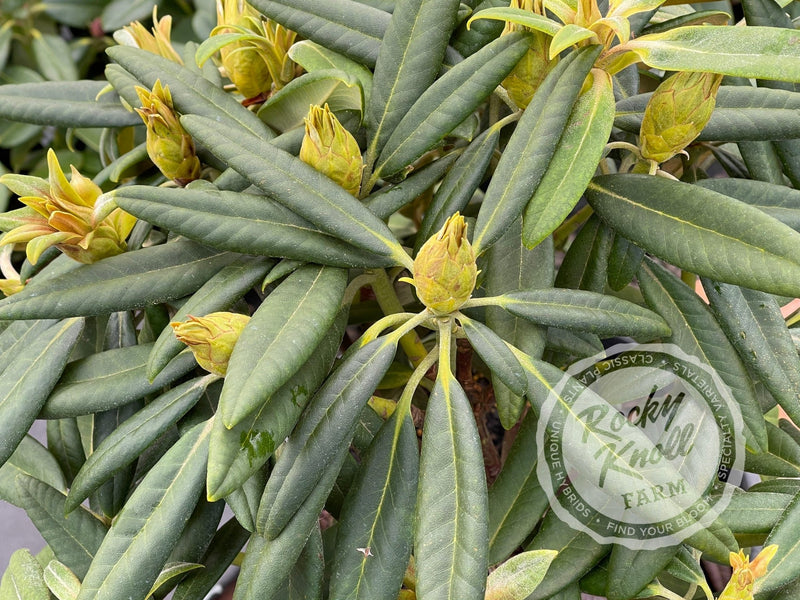 Helen Deehr plant from Rocky Knoll Farm