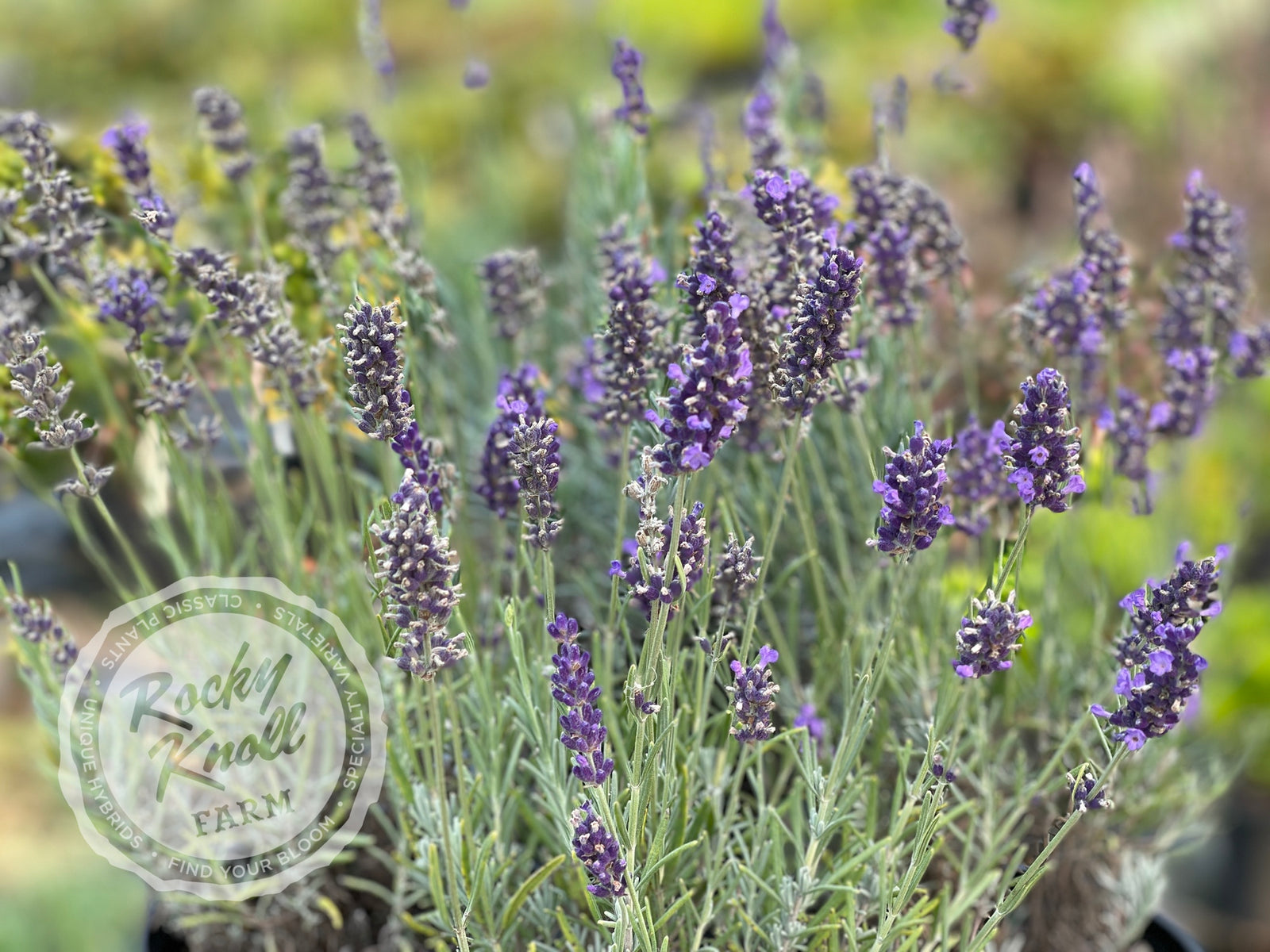 Hidcote Blue English Lavender