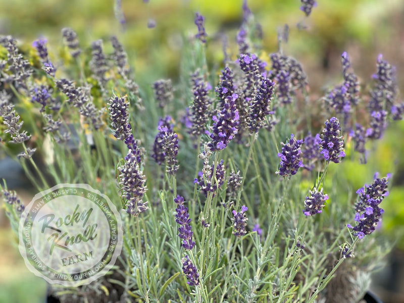 Hidcote Blue English Lavender plant from Rocky Knoll Farm