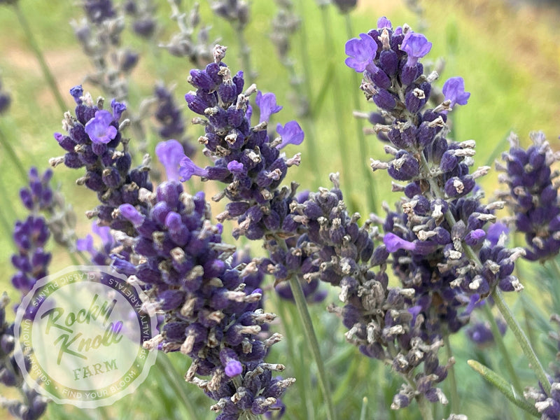 Hidcote Blue English Lavender plant from Rocky Knoll Farm