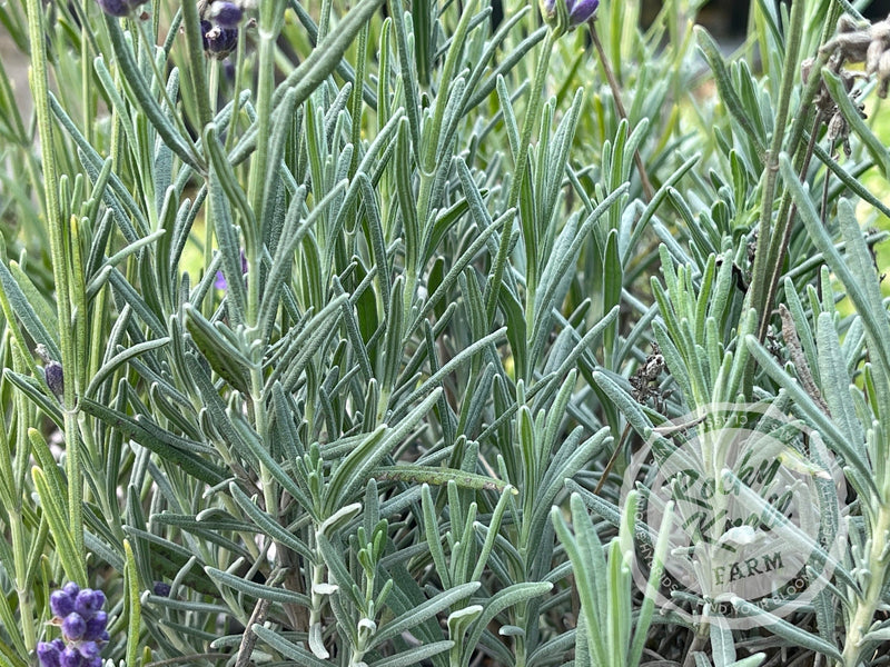 Hidcote Blue English Lavender plant from Rocky Knoll Farm