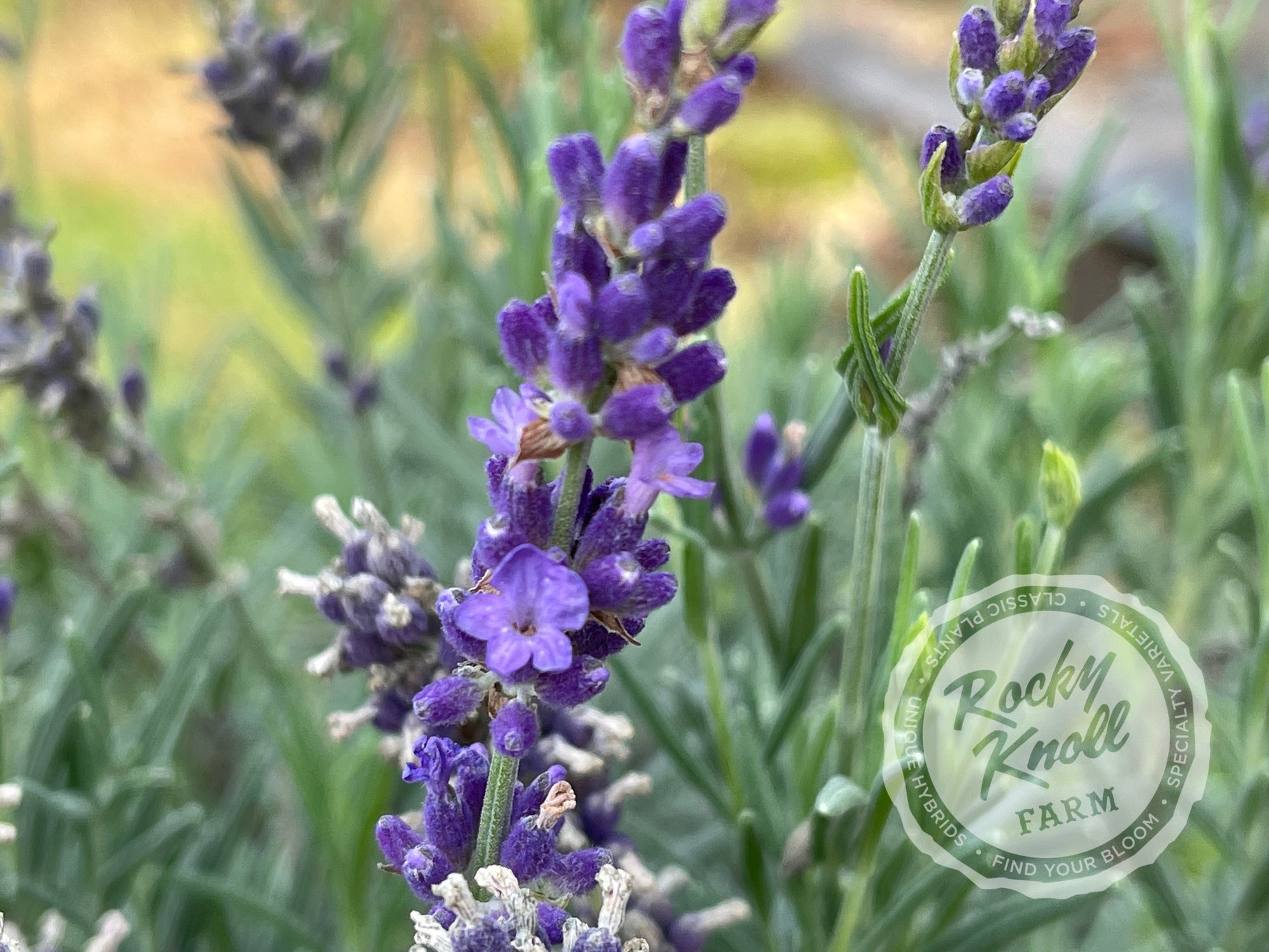 Hidcote Blue English Lavender Rocky Knoll Farm