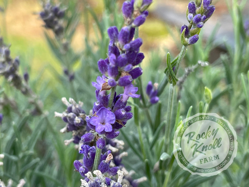 Hidcote Blue English Lavender plant from Rocky Knoll Farm