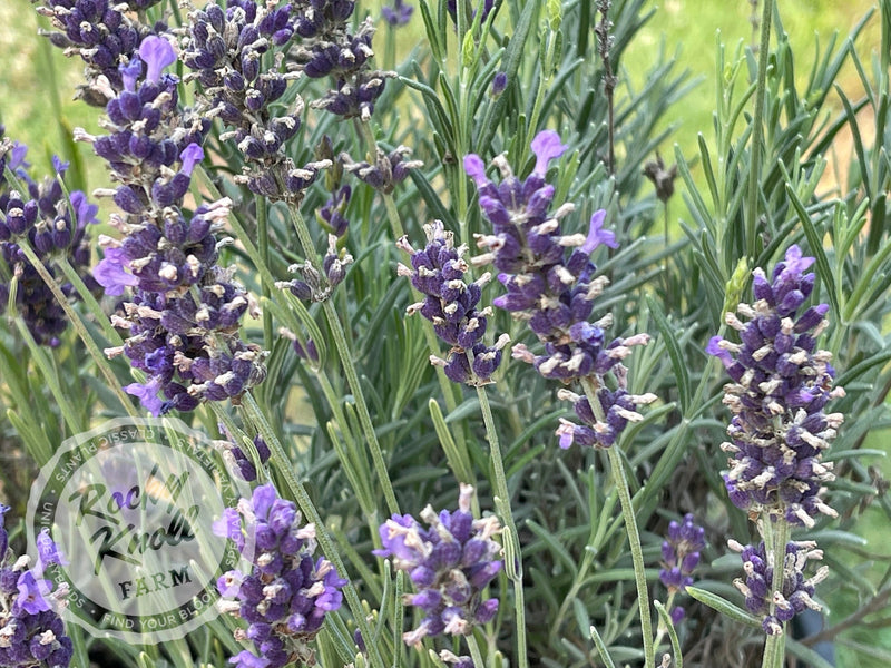 Hidcote Blue English Lavender plant from Rocky Knoll Farm